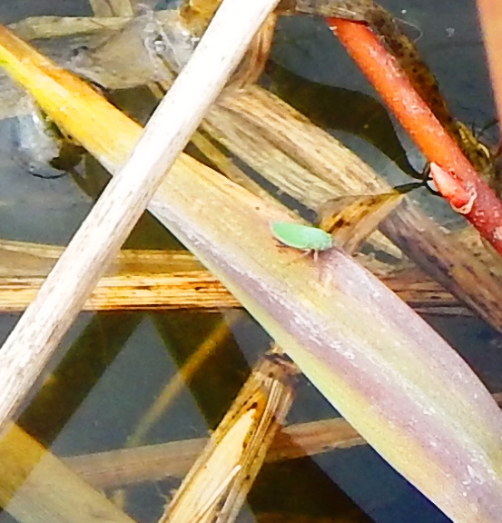 Leafhopper