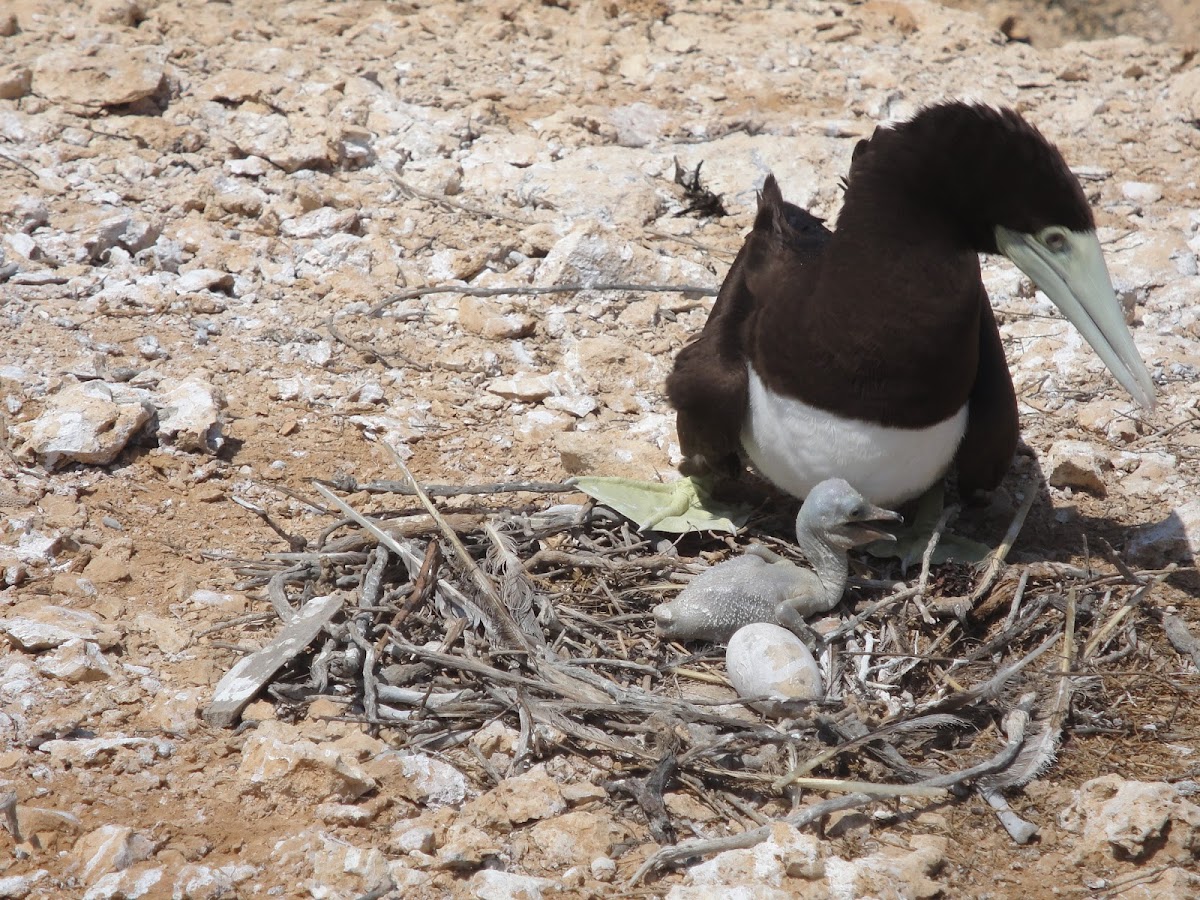 Brown booby