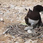 Brown booby