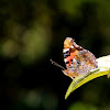 Indian Red Admiral