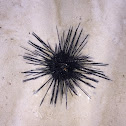 Tuyom, sea urchin