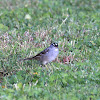 White-crowned Sparrow