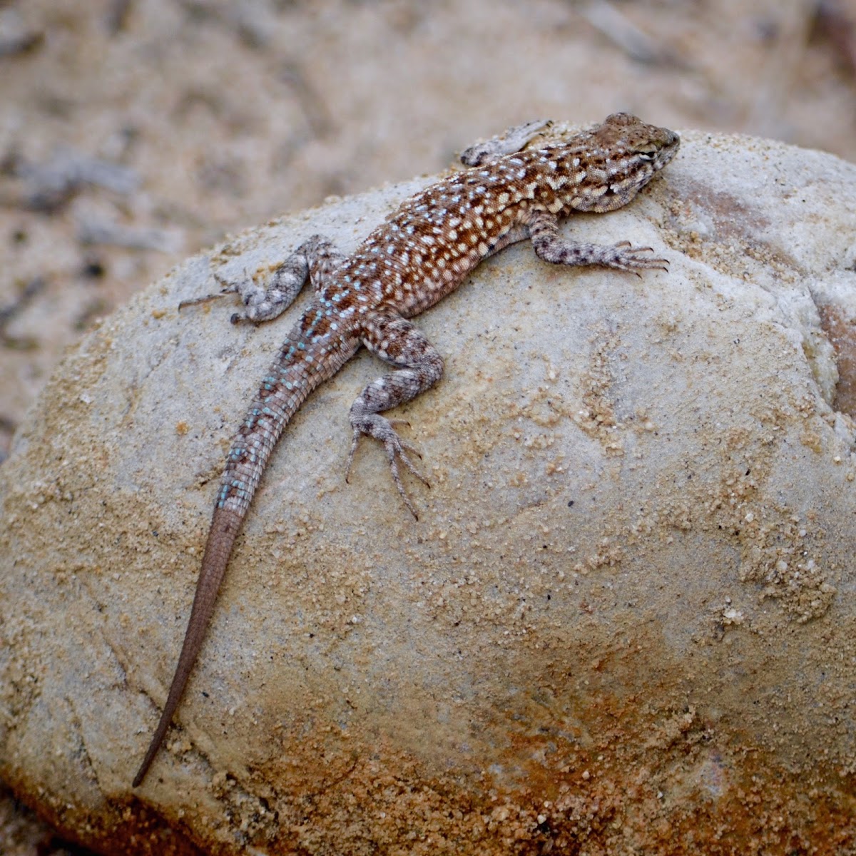 Western Side-blotched Lizard