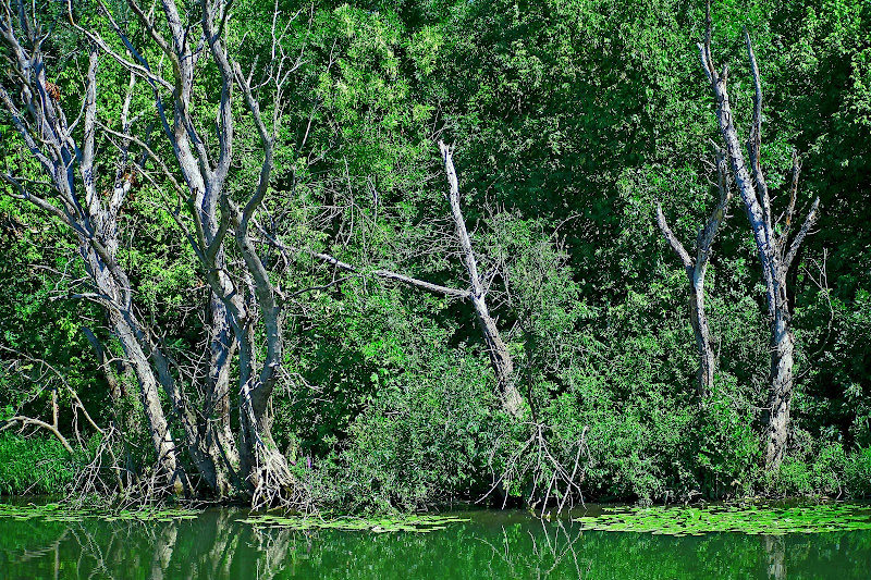 Tisza Fured di Pinco_Pallino