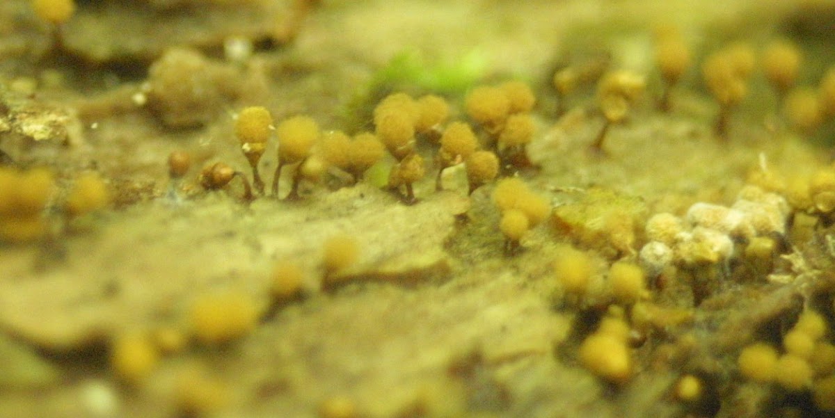 Slime Mold