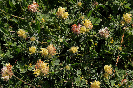 Anthyllis vulneraria subsp. iberica