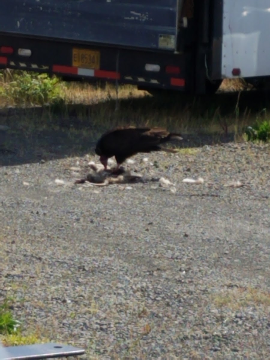 Turkey Vulture