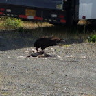 Turkey Vulture