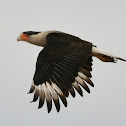 Crested Caracara