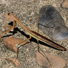 Chinese Mantis