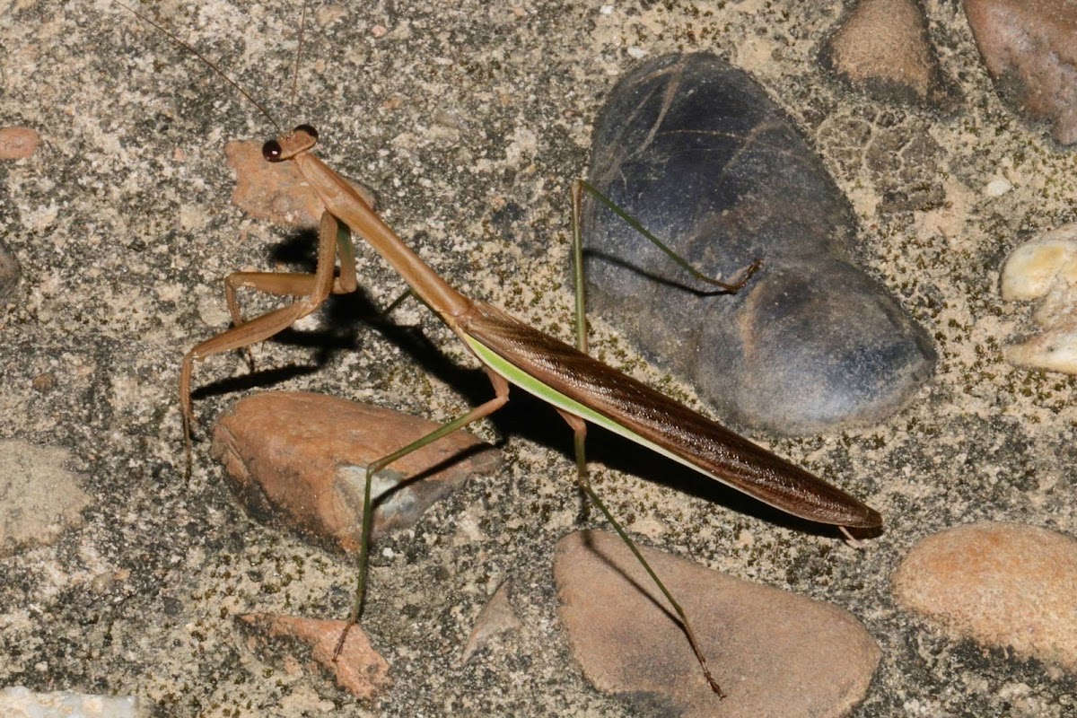 Chinese Mantis