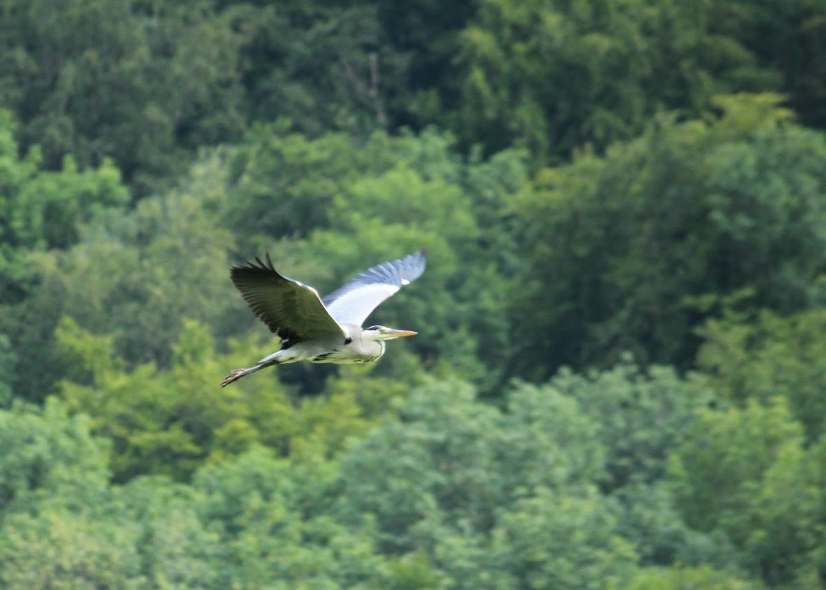 Grey heron