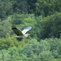 Grey heron