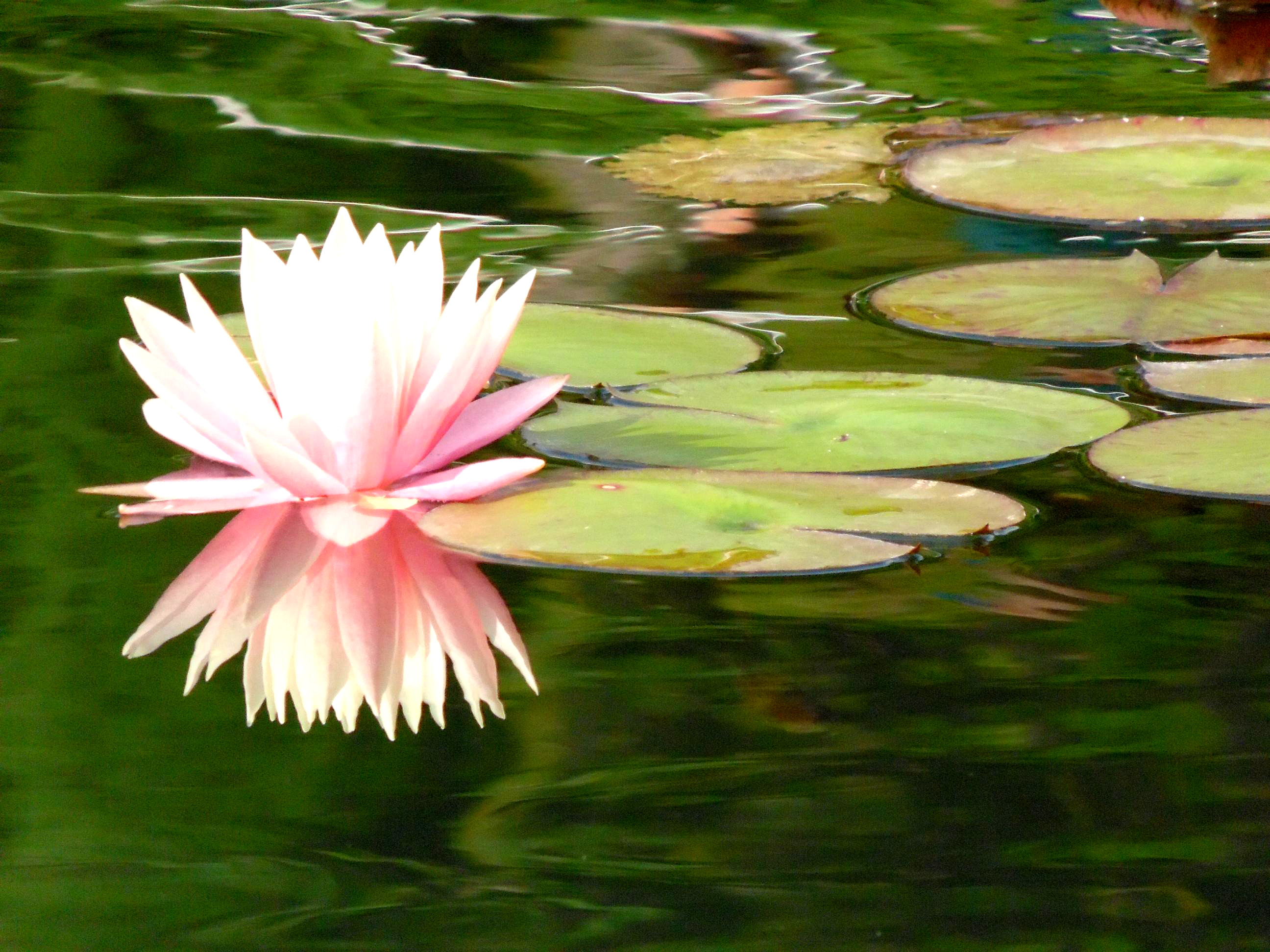 Bellezza sull'acqua di supergigi