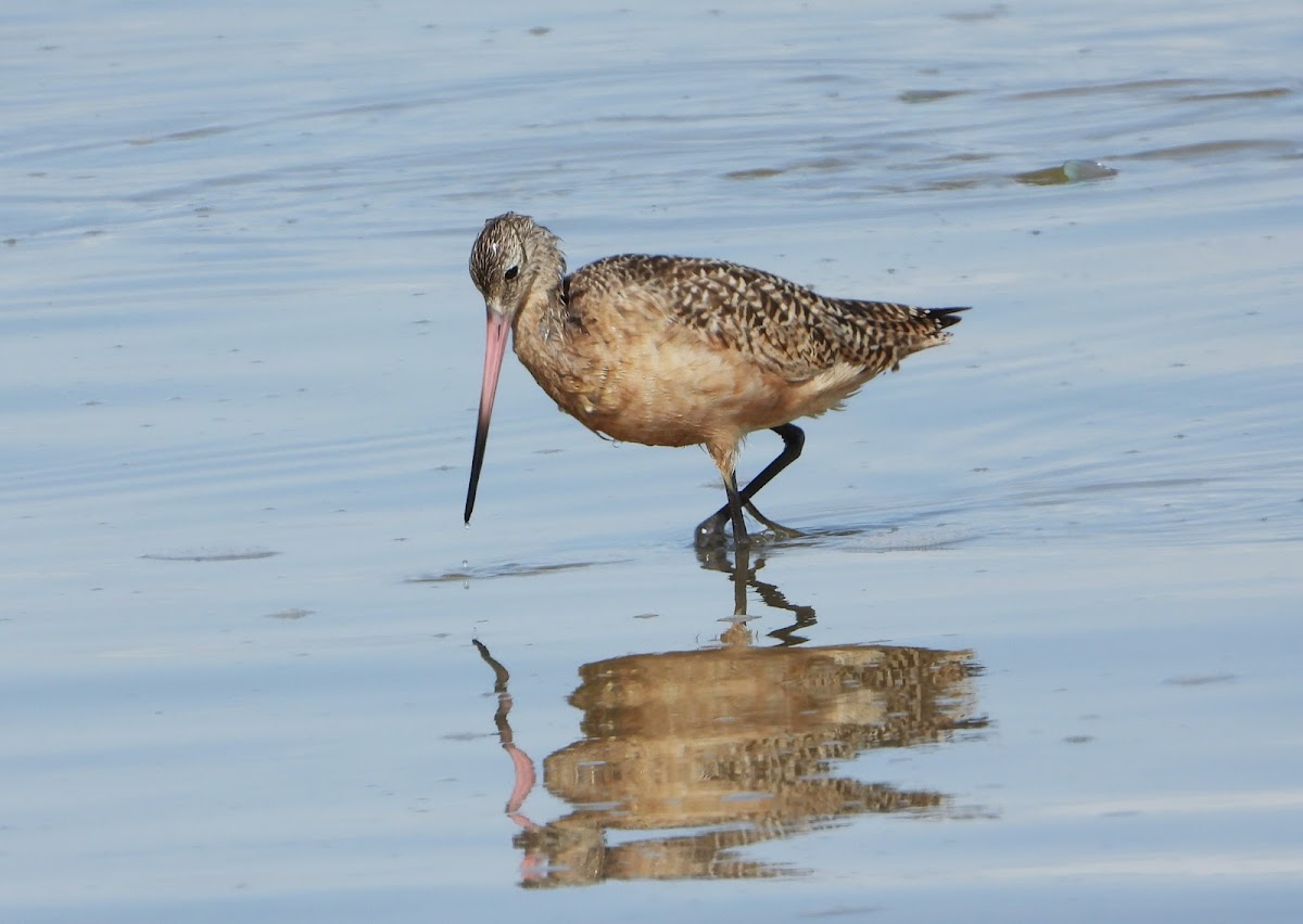 Marbled godwit