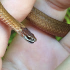 Northern Redbelly Snake