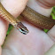 Northern Redbelly Snake