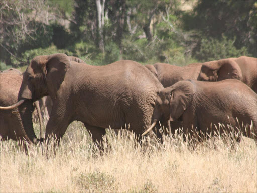 "Naftali Karani was killed at midnight after he and other residents went to drive away the elephants, which had invaded their potato farms." /FILE