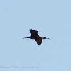 Glossy Ibis; Morito