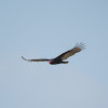 Turkey Vulture