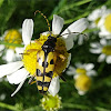 Spotted longhorn