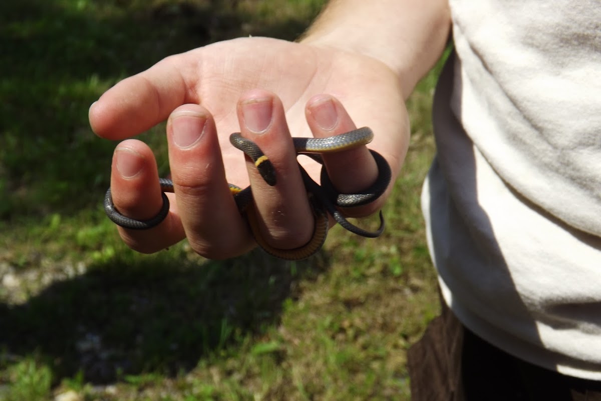 Ring-Necked Snake