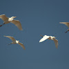 Cattle egret In Flight