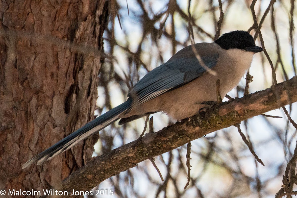 Iberian Azure-winged Magpie; Rabilargo