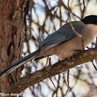 Iberian Azure-winged Magpie; Rabilargo