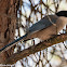 Iberian Azure-winged Magpie; Rabilargo