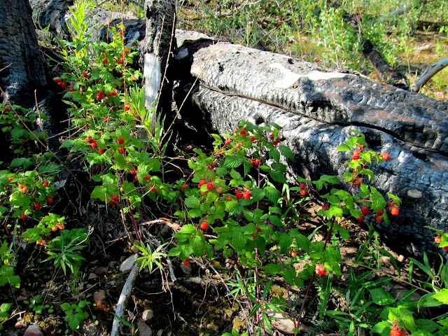 So many raspberries