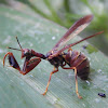 Wasp Mantidfly