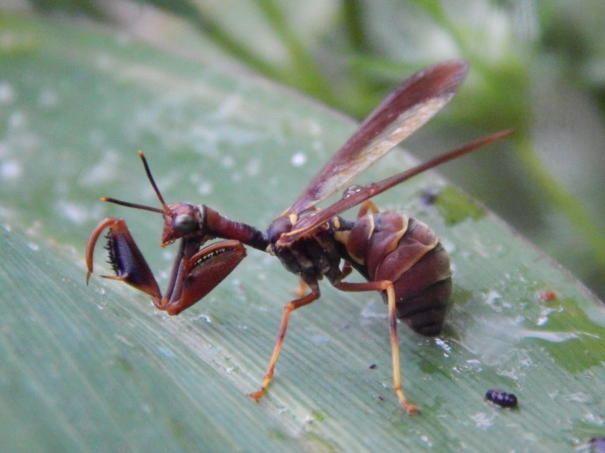 Wasp Mantidfly