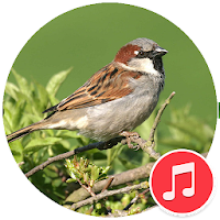 Sparrow Bird Sounds