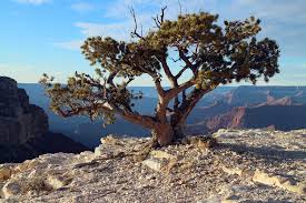 Image result for tree