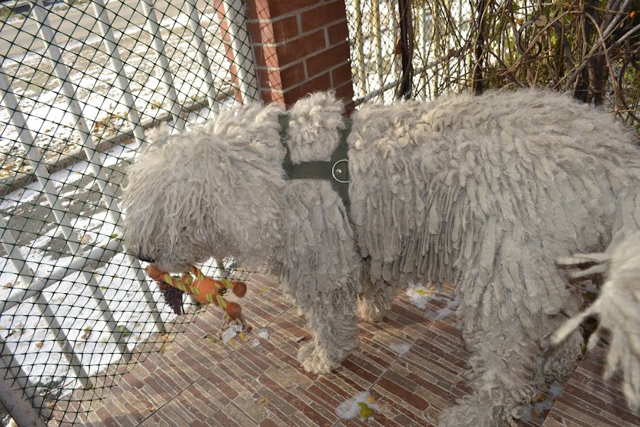 Белая гора - друг мой