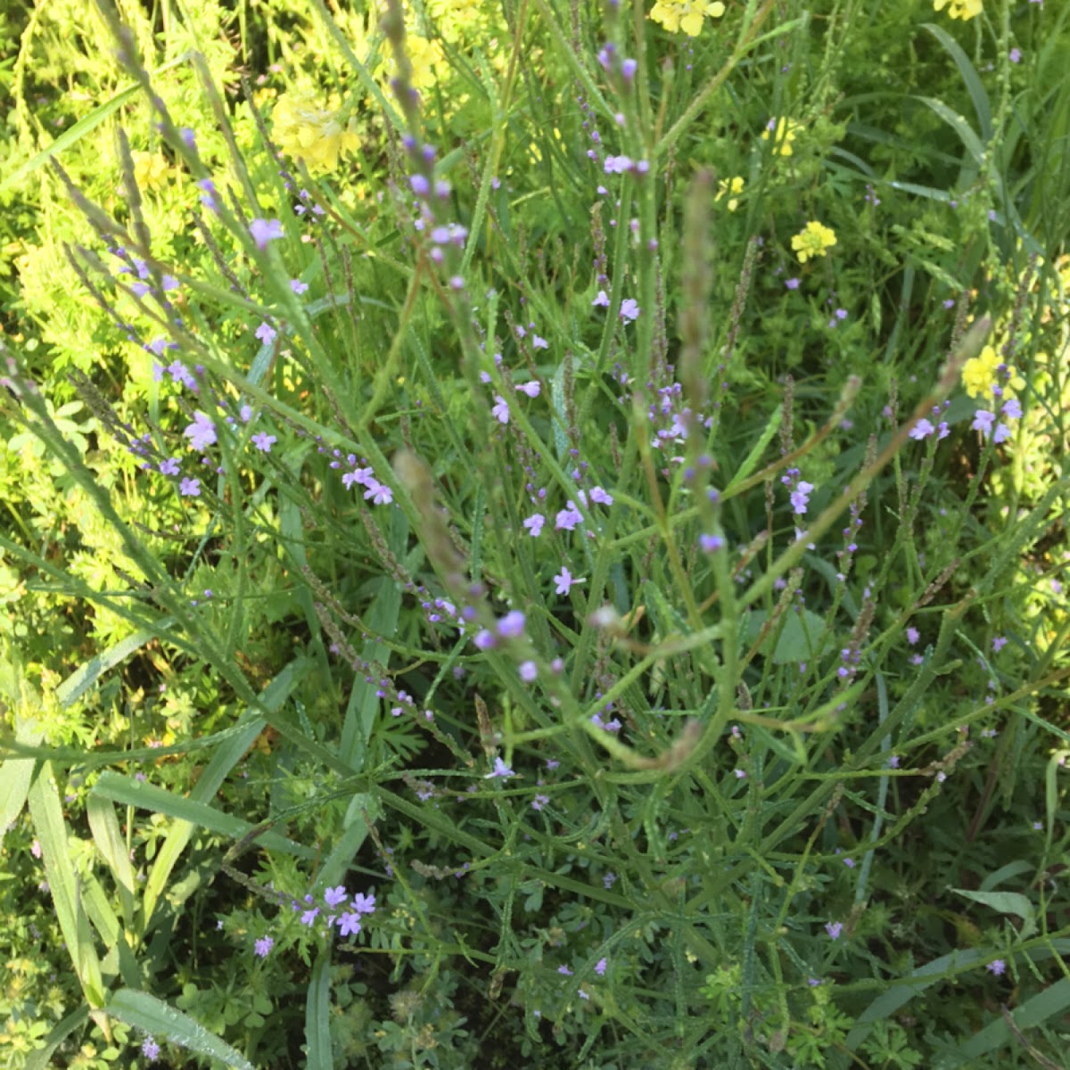 Texas vervain