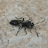 Ichneumon Wasp