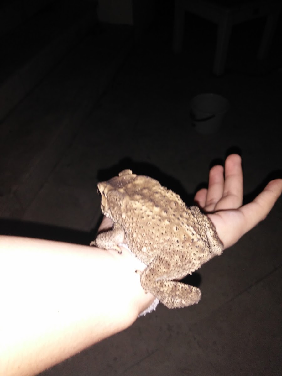 Asian Common Toad