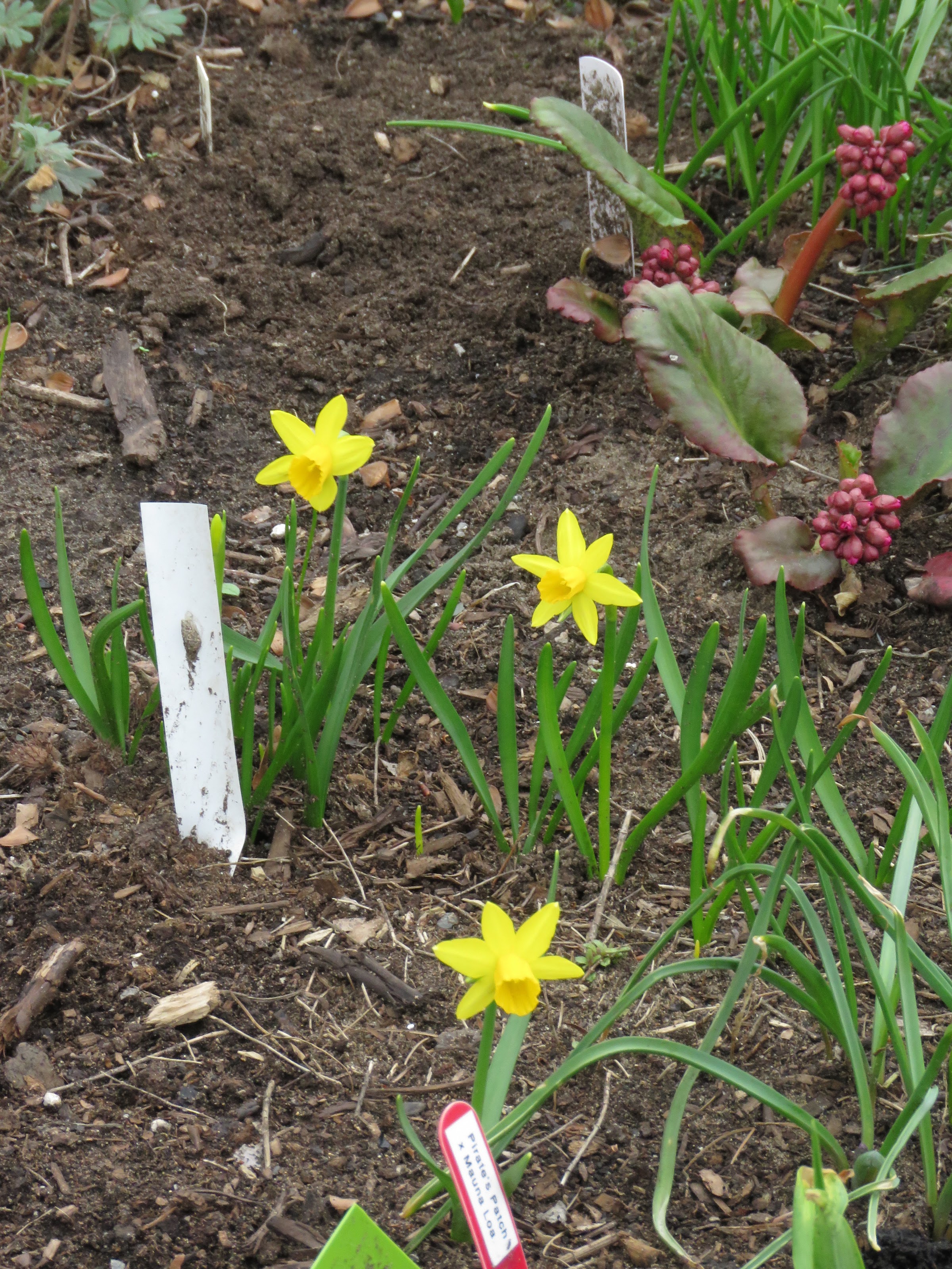 Pendant ce temps, dans le jardin de grigri... - Page 9 8eCNZCm1id5zCjtiKVJhMSPJoSfOHoe0EfDhjEU8EEwapWqQNHlUvcNf9WAalEcQp6wx6-7aQSD5y4AbWvVSNNlfqClLphqWGwwv9K5fHafyGPG2rfi-DTHH5h1_kwrqoKowOJXyzu0=w2400