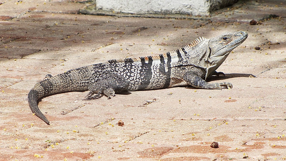 Ctenosaura similis