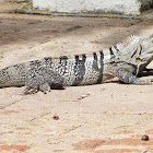 Ctenosaura similis