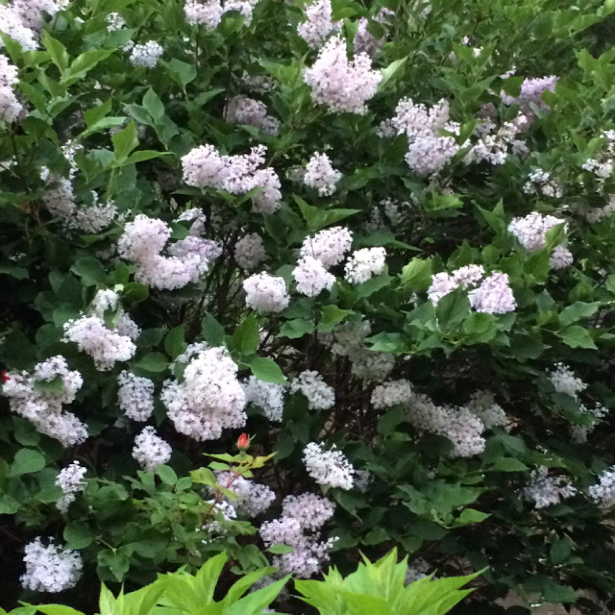 Lilac bush