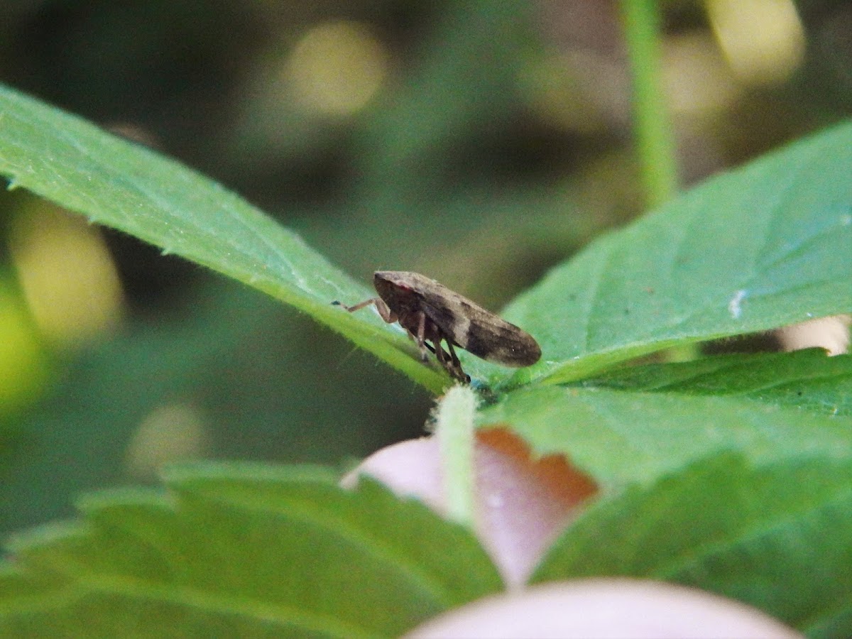 Meadow Spittlebug