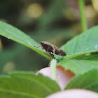 Meadow Spittlebug