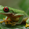 Red-eyed Stream Frog