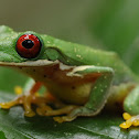 Red-eyed Stream Frog