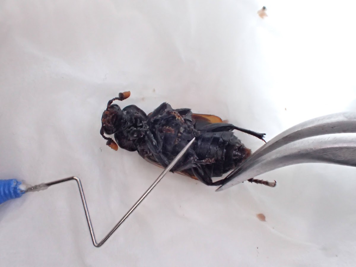 拾った虫の死骸から標本を作る 標本作成