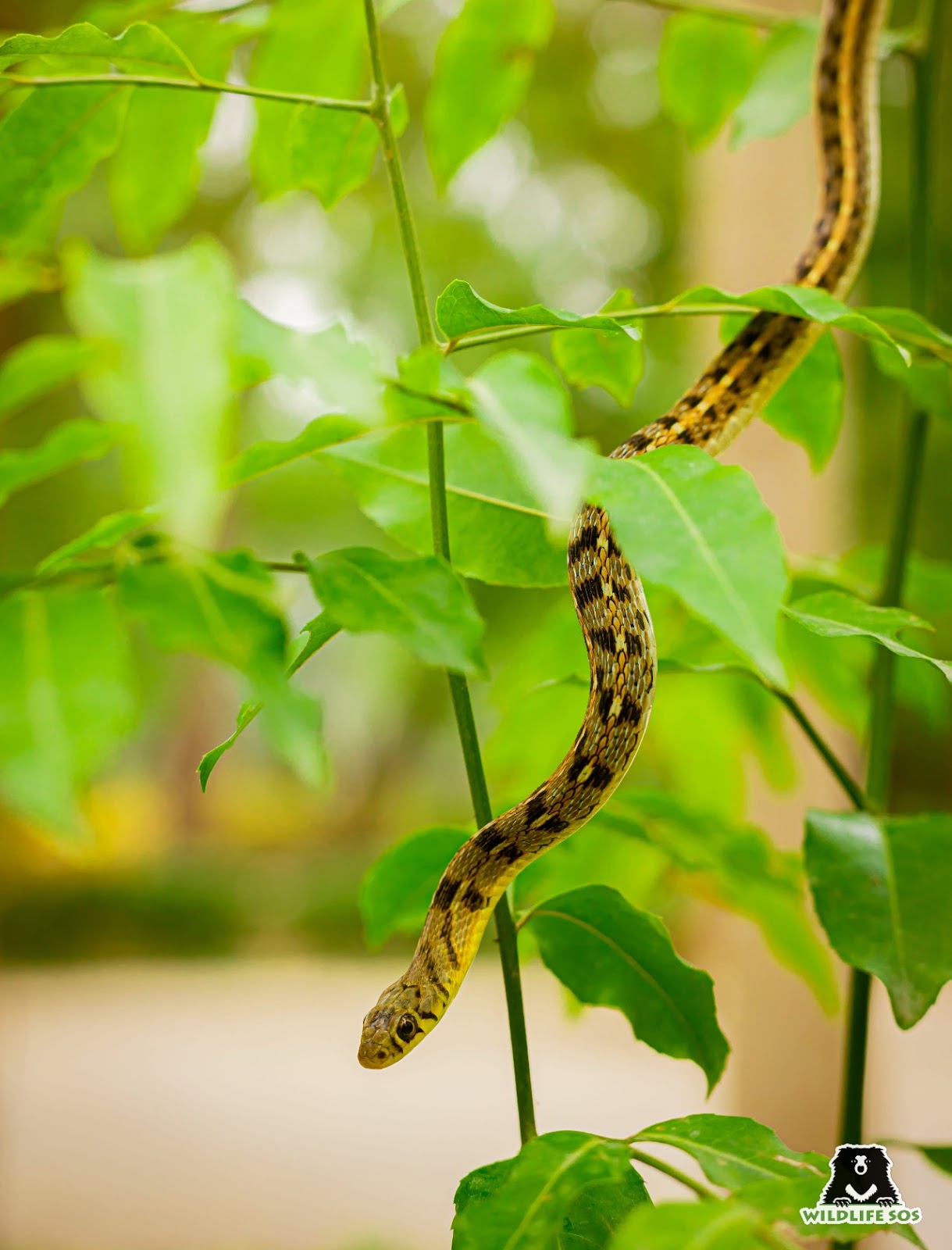 The Longest Venomous Snake, Snakes SOS: Goa's Wildest