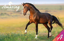 Amazing Horses small promo image